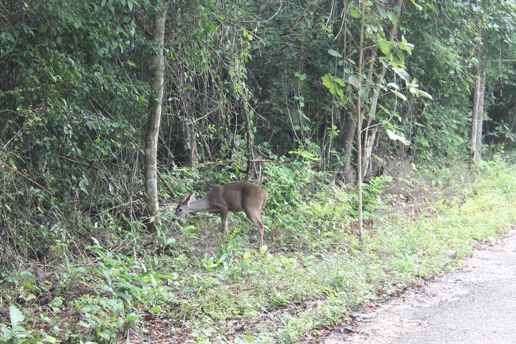 Yaax Che En Calakmul Campingplatz *